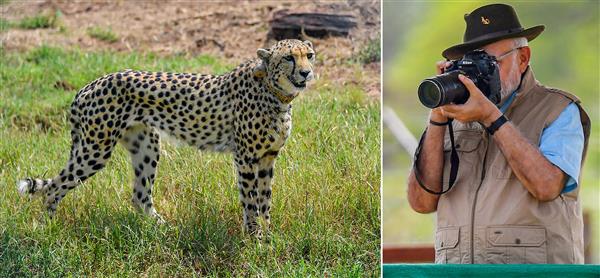 Lost and Found- Cheetah’s revival to the Indian sub-continent, but at the Cost of What?