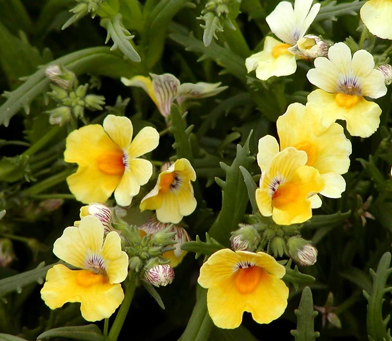 Nemesia Sunsatia Banana jpg