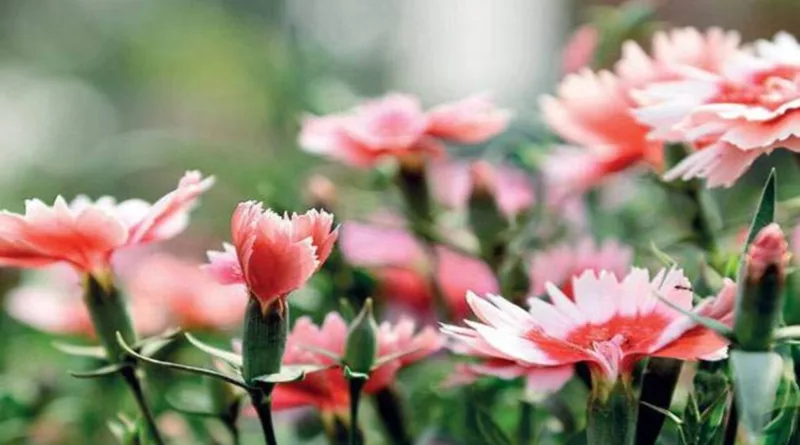 Some flower-aura tips to keep your gardens fresh this winter.